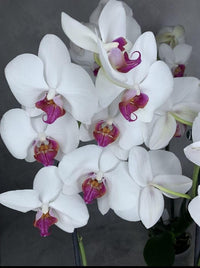 Phalaenopsis White Pink Flower seeds for Planting - Wildflower Mix, Heirloom & GMO Free Seeds for Home Garden
 
 Sale