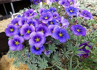 Blue Oxalis Laciniata Flower Seeds for Planting Easy to Grow Heirloom & GMO Free Seeds for Home Garden
 
 Sale