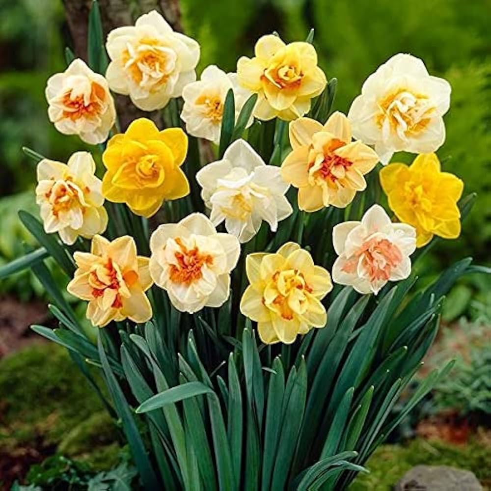 Rainbow Daffodils Seeds Flower seeds for Planting Easy to Grow Heirloom & GMO Free Seeds for Home Garden 
 
 Sale