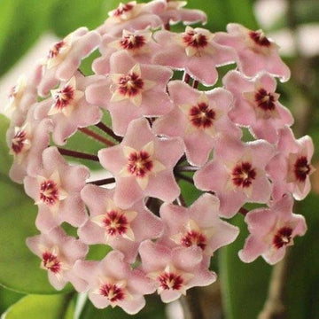 Soft Pink Hoya Flower Seeds for Planting Colorful Display Heirloom & GMO Free Seeds for Home Garden
 
 Sale