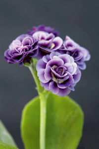 Dark Purple Primrose Flower seeds for Planting Seasonal Bloomer Heirloom & GMO Free Seeds for Home Garden 
 
 Sale