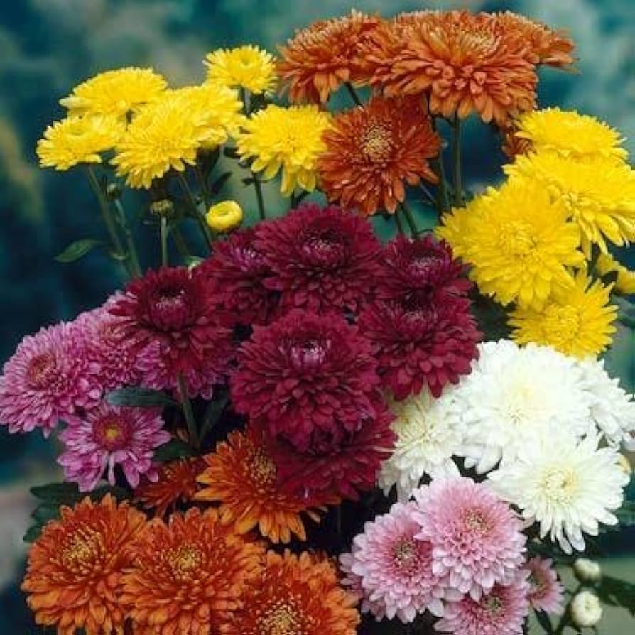 Chrysanthemum Flower Seeds Mixed