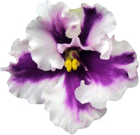 White Blue Mini Violet Flower Seeds for Planting Garden Favorite Heirloom & GMO Free Seeds for Home Garden
 
 Sale