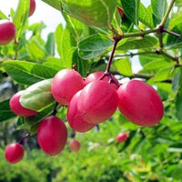 Carandas Fruit Seeds: Essential Planting Guide