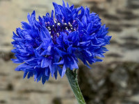 Bachelor Button Centaurea cyanus Seeds for Planting wildflower garden flower border