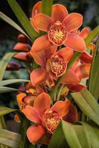 Light Orange Phalaenopsis Orchid Flower Seeds for Planting Premium Quality Heirloom & GMO Free Seeds for Home Garden
 
 Sale