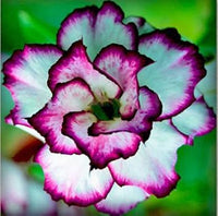 White Purple Adenium Flower seeds for Planting Seasonal Bloomer Heirloom & GMO Free Seeds for Home Garden 
 
 Sale seeds for home garden planting