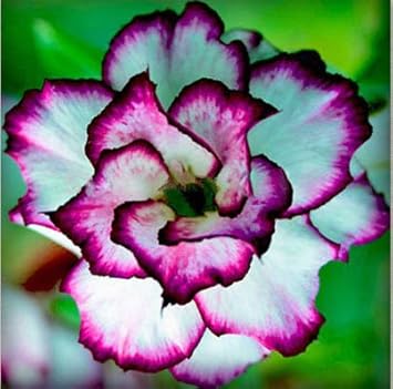 White Purple Adenium Flower seeds for Planting Seasonal Bloomer Heirloom & GMO Free Seeds for Home Garden 
 
 Sale seeds for home garden planting