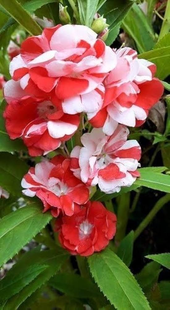 White Red Balsam Camellia Flower Seeds Seasonal Bloomer Heirloom & GMO Free Seeds for Home Garden
 
 Sale
