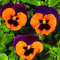 Purple Orange Pansy Seeds for Vibrant Planting