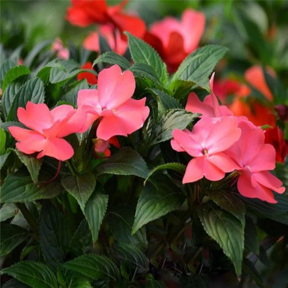 Impatiens balsamina Blue Spring for planting in shade garden