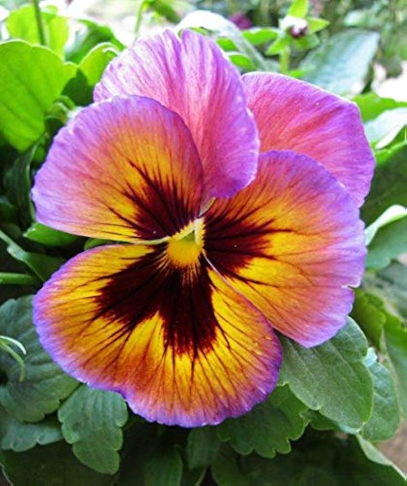 Viola Engel Lilac Glow Seeds for Beautiful Lilac Flowers