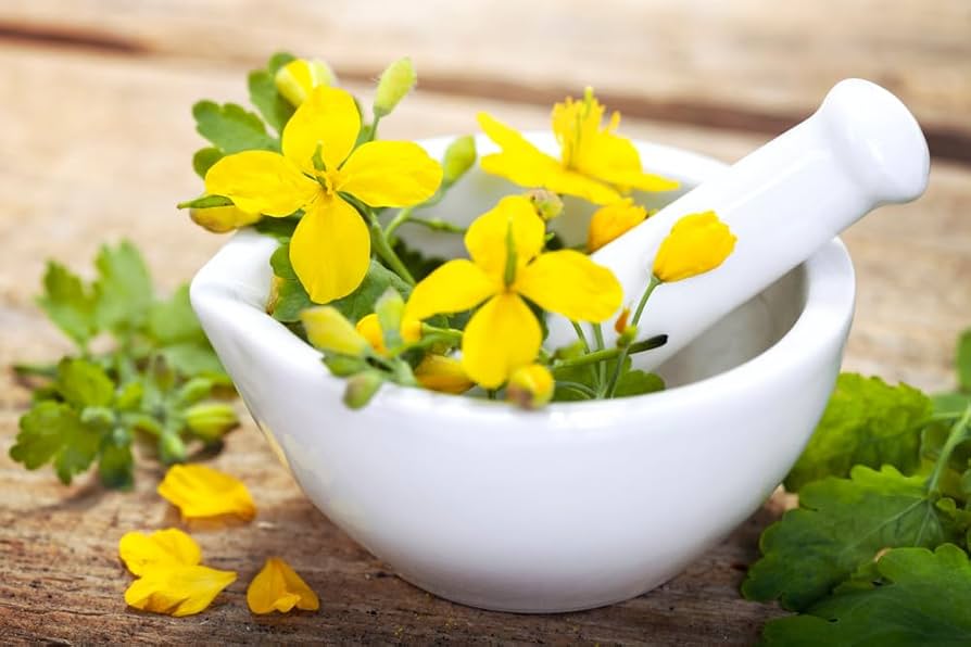 Chelidonium Celandine Flower seeds for Planting - Pollinator Friendly, Heirloom & GMO Free Seeds for Home Garden