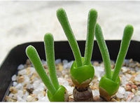 Rabbit Ears Succulent Flower seeds for Planting - Colorful Display, Heirloom & GMO Free Seeds for Home Garden