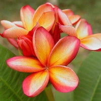 Orange Frangipani Flower seeds for Planting Cut Flower Favorite Heirloom & GMO Free Seeds for Home Garden 
 
 Sale