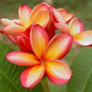 Orange Frangipani Flower seeds for Planting Cut Flower Favorite Heirloom & GMO Free Seeds for Home Garden 
 
 Sale