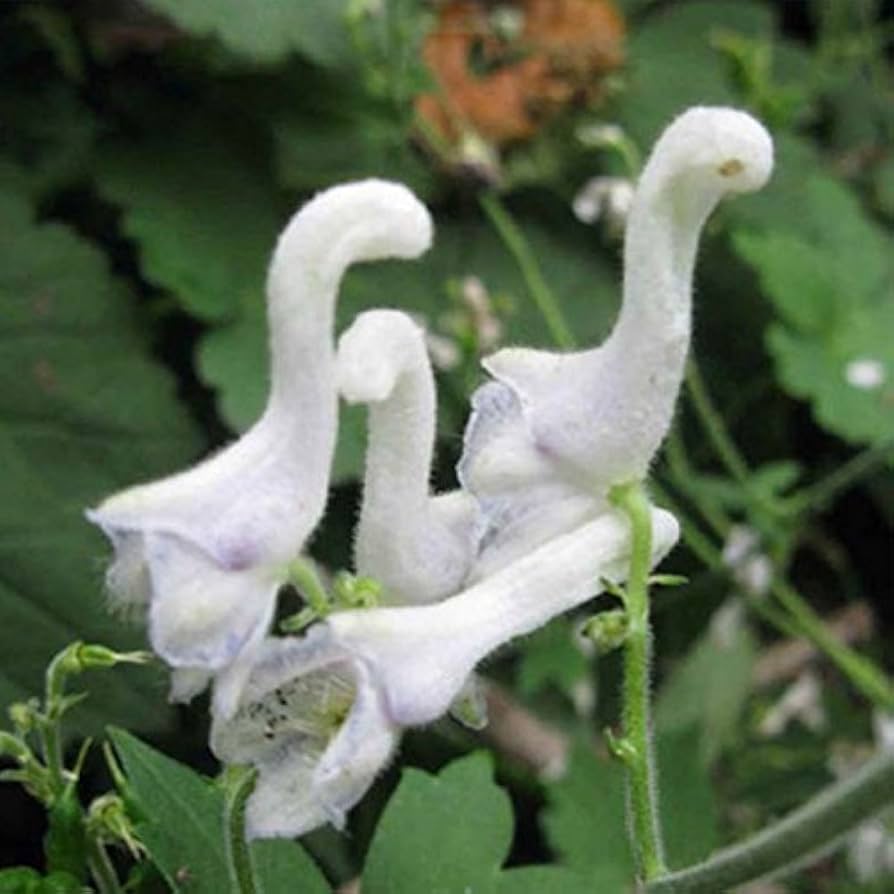 White Swan Flower seeds for Planting Long Bloom Season Heirloom & GMO Free Seeds for Home Garden 
 
 Sale