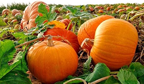 Giant Wallace Whoppers Pumpkin Seeds For Planting Vegetable Seeds
