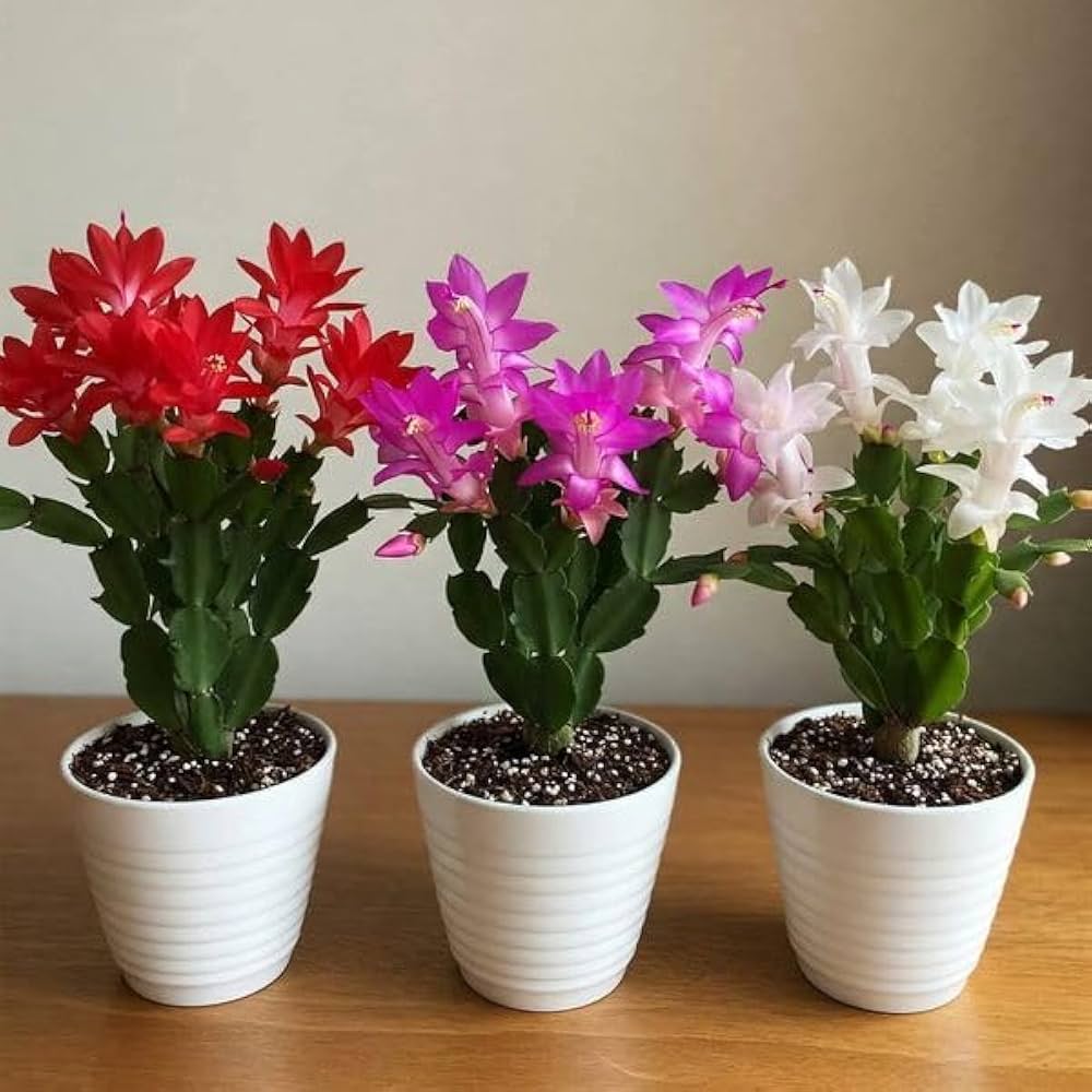 Zygocactus Schlumbergera Seeds - Seed for Thriving Indoor Cacti Growth