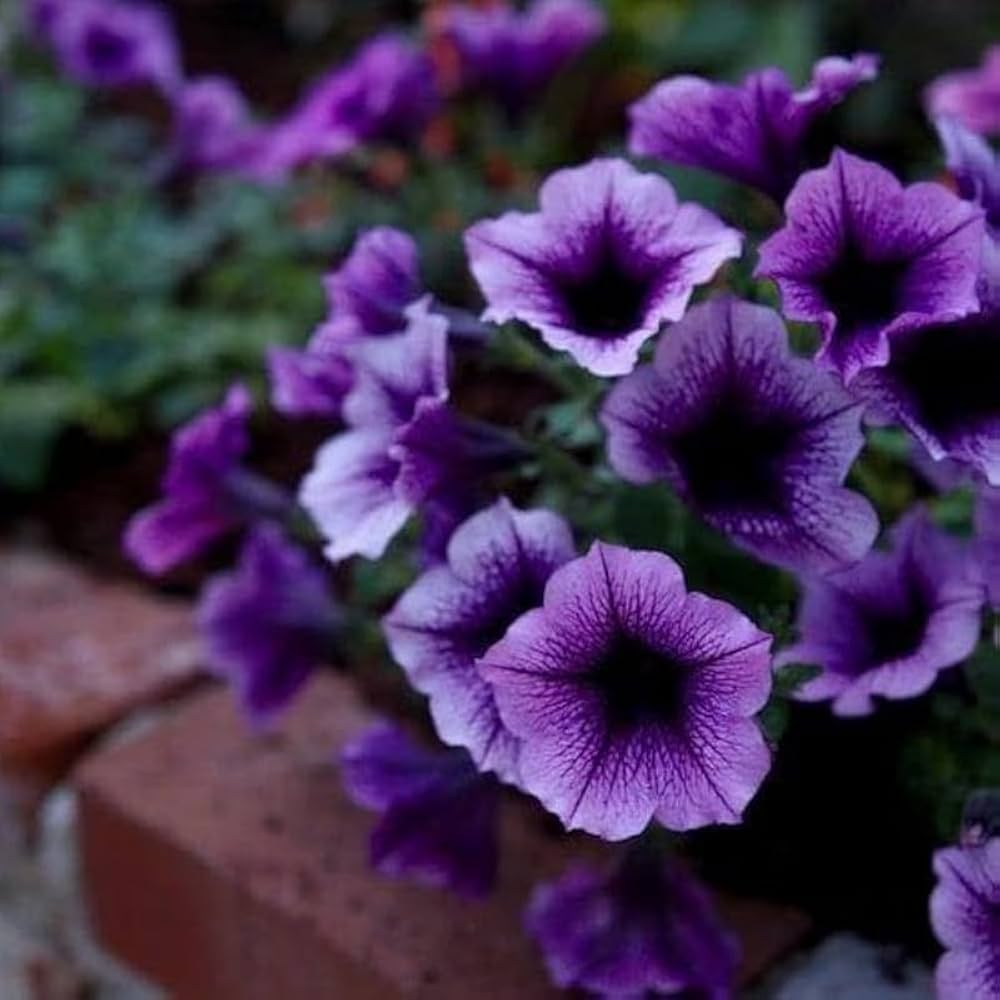 Purple Trailing Petunia Flower seeds for Planting - Seasonal Bloomer, Heirloom & GMO Free Seeds for Home Garden