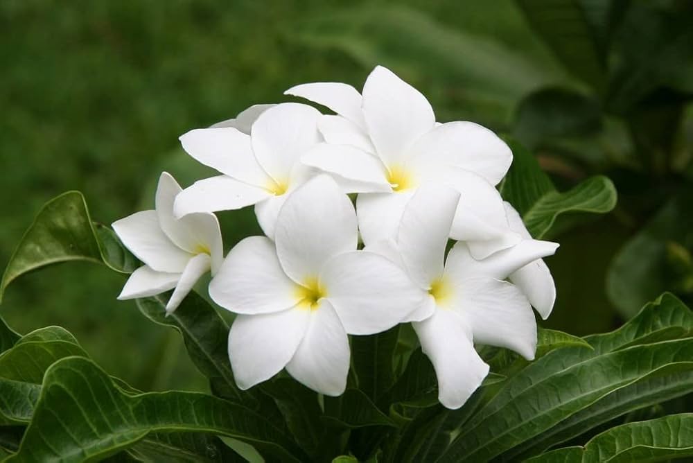 White Creeping Flower seeds for Planting - Drought Tolerant, Heirloom & GMO Free Seeds for Home Garden