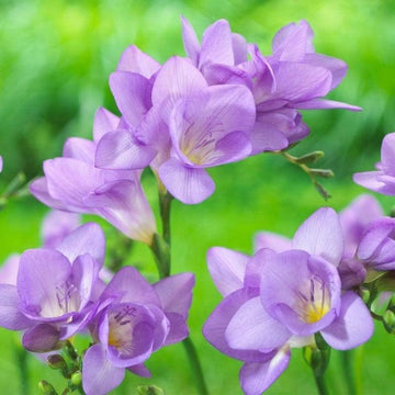 Violet Freesia Flower Seeds for Planting Sun Loving Heirloom & GMO Free Seeds for Home Garden
 
 Sale