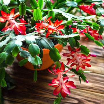 Peach Zygocactus Truncatus Flower seeds for Planting - Easy to Grow, Heirloom & GMO Free Seeds for Home Garden
