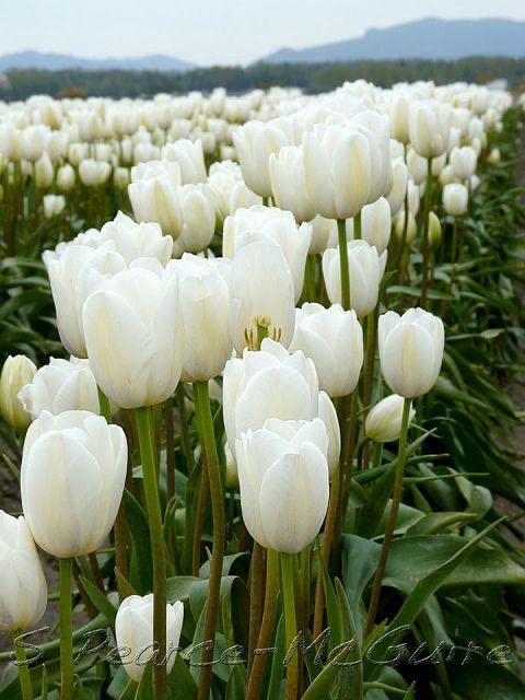 Light Grey Tulip Flower Seeds for Planting Hardy Variety Heirloom & GMO Free Seeds for Home Garden
 
 Sale