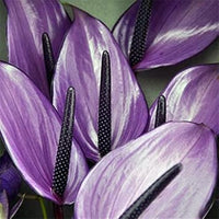 Lavender Anthurium Flower seeds for Planting - Wildflower Mix, Heirloom & GMO Free Seeds for Home Garden
 
 Sale seeds for planting in home garden