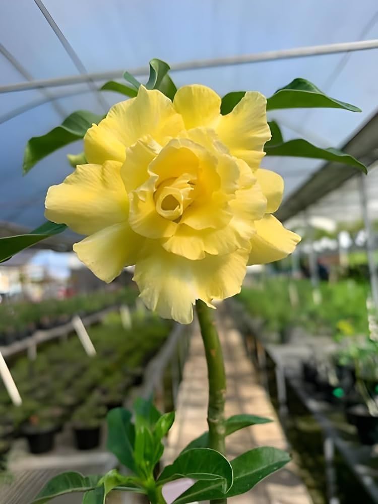 Yellow Adenium Obesum Seeds Garden Favorite Heirloom & GMO Free Seeds for Home Garden
 
 Sale