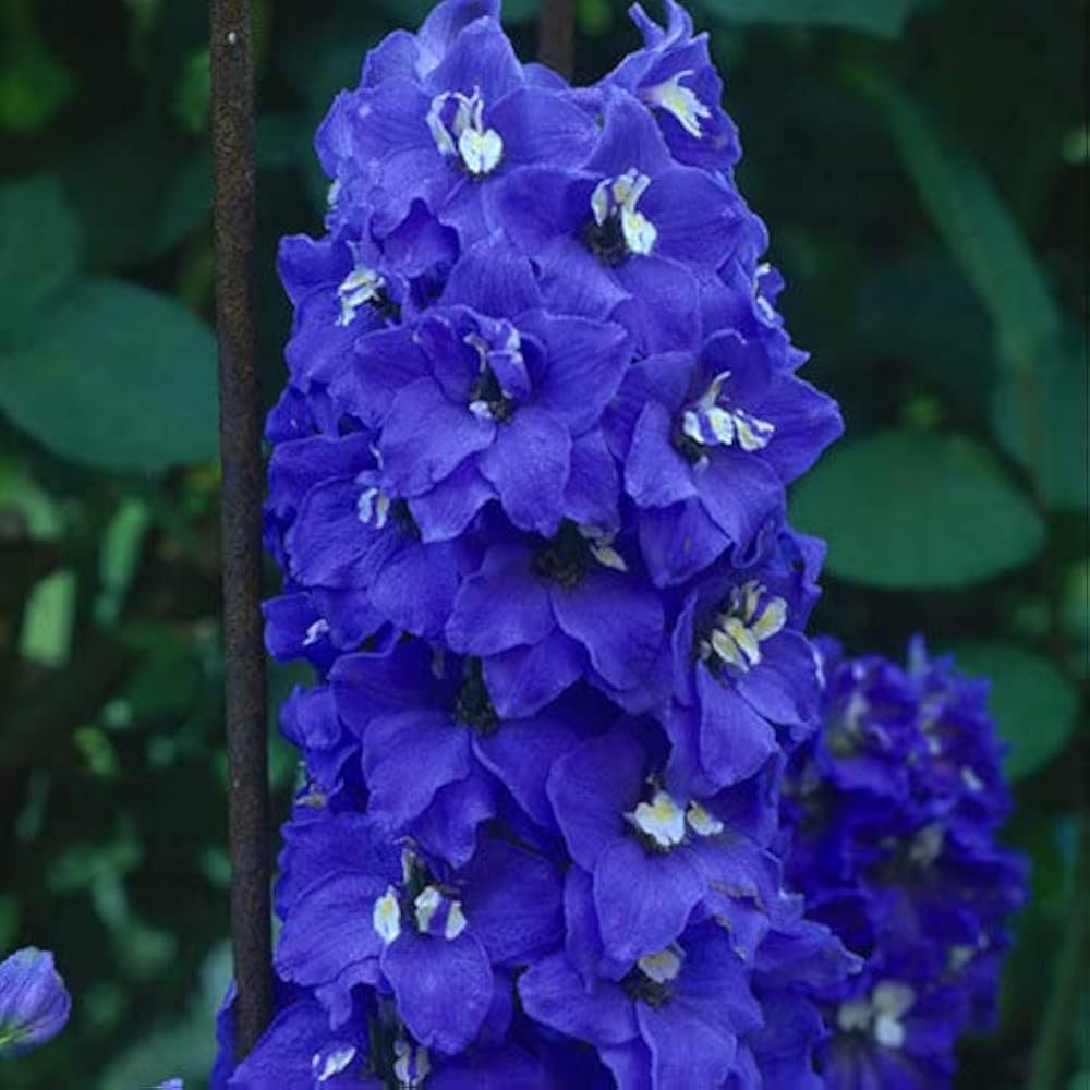 Butterfly Mix Delphinium Flower Seeds for Planting
