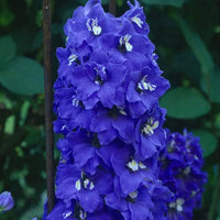 Butterfly Mix Delphinium Flower Seeds for Planting