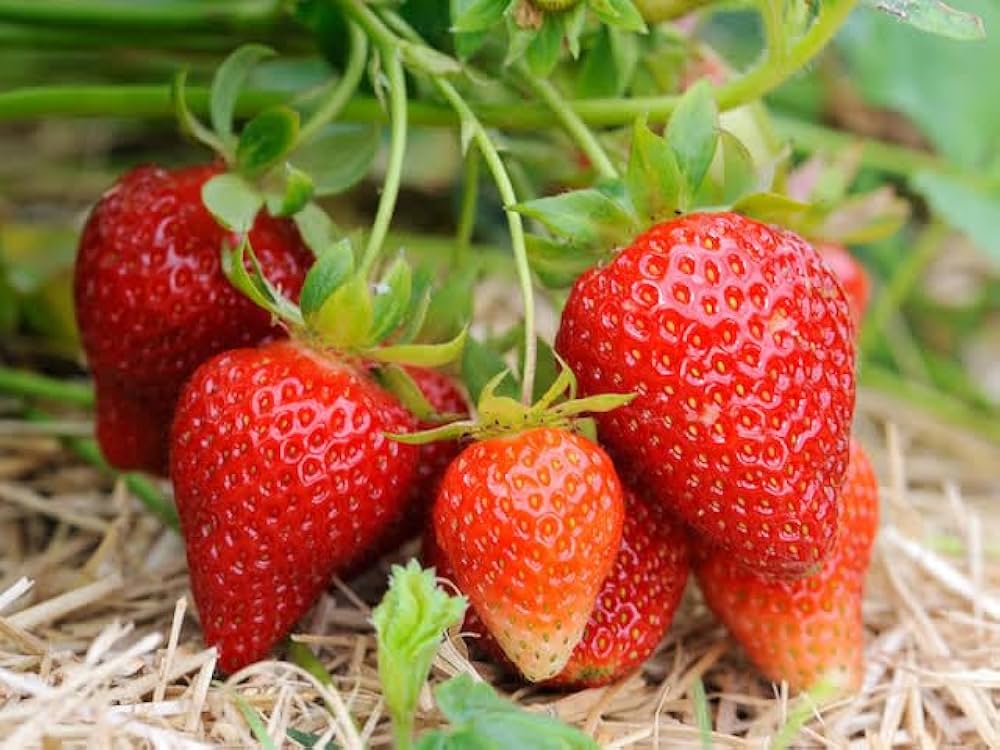 Strawberry Fruit Seeds for Planting  Seed for Lush, Sweet Harvests Ideal for Gardeners Seeking