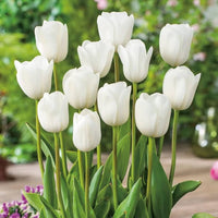 Tulip Flower seeds for Planting Long Bloom Season Heirloom & GMO Free Seeds for Home Garden
