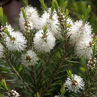 Fresh Alternifolia Flower seeds for Planting - Seasonal Bloomer, Heirloom & GMO Free Seeds for Home Garden