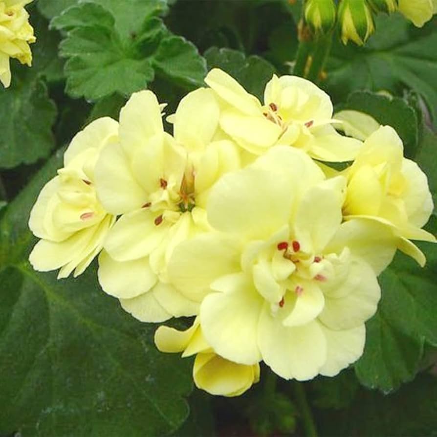 Light Yellow Geraniums Flower seeds for Planting - Compact Growth, Heirloom & GMO Free Seeds for Home Garden
