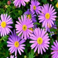 Mixed Brachyscome Flower seeds for Planting Drought Tolerant Heirloom & GMO Free Seeds for Home Garden
 
 Sale