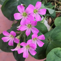 Sorrel Flower seeds for Planting - Cut Flower Favorite, Heirloom & GMO Free Seeds for Home Garden
