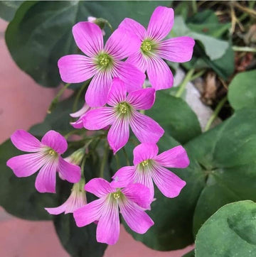 Green Purple Four Leaf Clover for Planting Cut Flower Favorite Heirloom & GMO Free Seeds for Home Garden
 
 Sale
