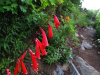 Heirloom Penstemon Eatonii Flower seeds for Planting Perfect for Borders Heirloom & GMO Free Seeds for Home Garden