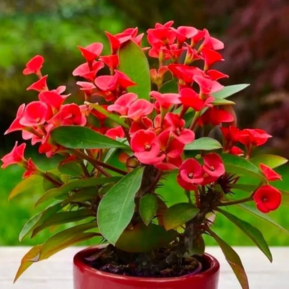 Mixed Euphorbia Milii Hybrid Flower seeds for Planting Garden Favorite Heirloom & GMO Free Seeds for Home Garden 
 
 Sale