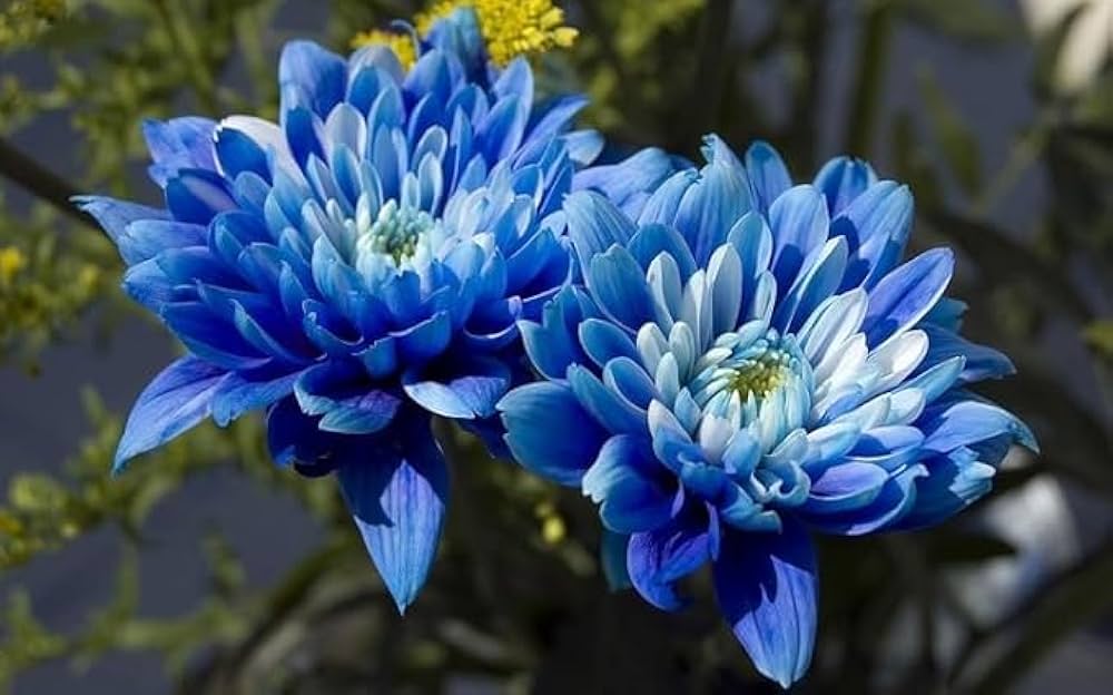 Blue Chrysanthemum Flower seeds for Planting - Premium Quality, Heirloom & GMO Free Seeds for Home Garden