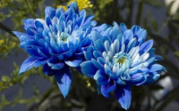 Blue Yellow Chrysanthemum Flower seeds for Planting - Colorful Display, Heirloom & GMO Free Seeds for Home Garden