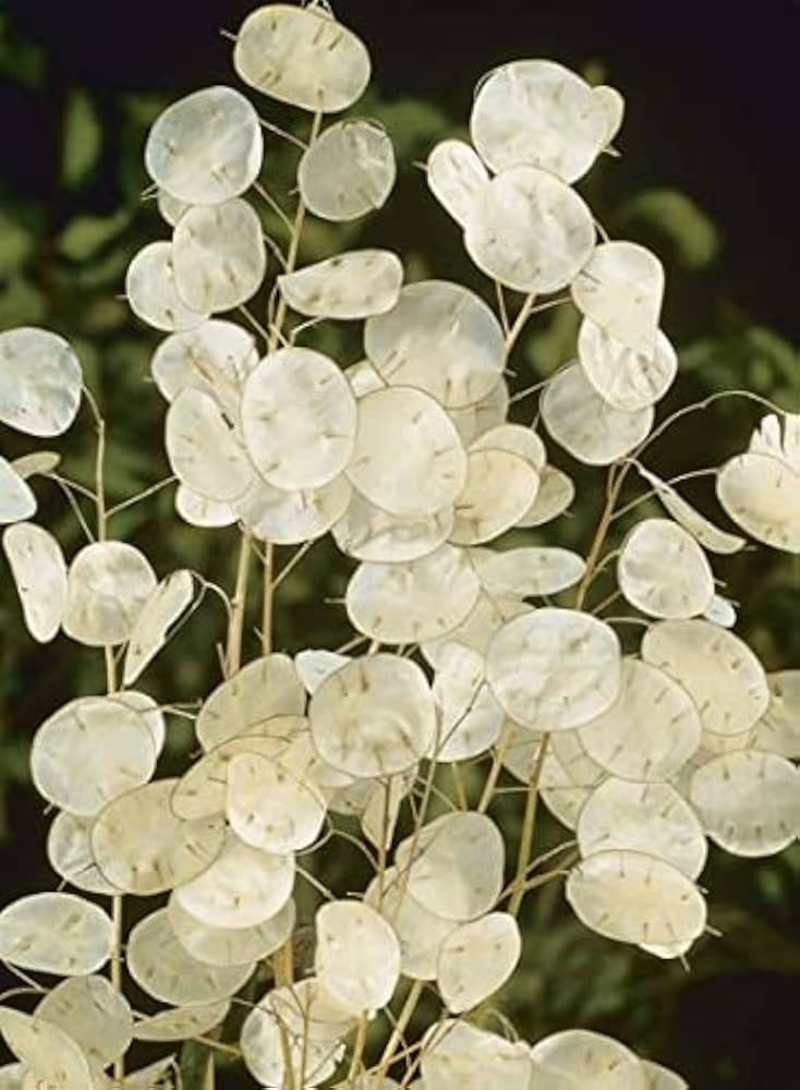 White Lunaria Flower seeds for Planting - Drought Tolerant, Heirloom & GMO Free Seeds for Home Garden