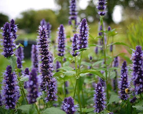 Violet Giant Hyssop Flower seeds for Planting - Wildflower Mix, Heirloom & GMO Free Seeds for Home Garden