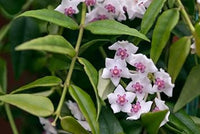 Multi Carnosa Flower Seeds – Sun Loving Heirloom NonGMO Seeds for Home Garden
 
 Sale for planting in home garden