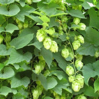 Humulus Lupulus Flower seeds for Planting - Seasonal Bloomer, Heirloom & GMO Free Seeds for Home Garden
