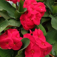 Euphorbia Milii Flower seeds for Planting Premium Quality Heirloom & GMO Free Seeds for Home Garden
 
 Sale