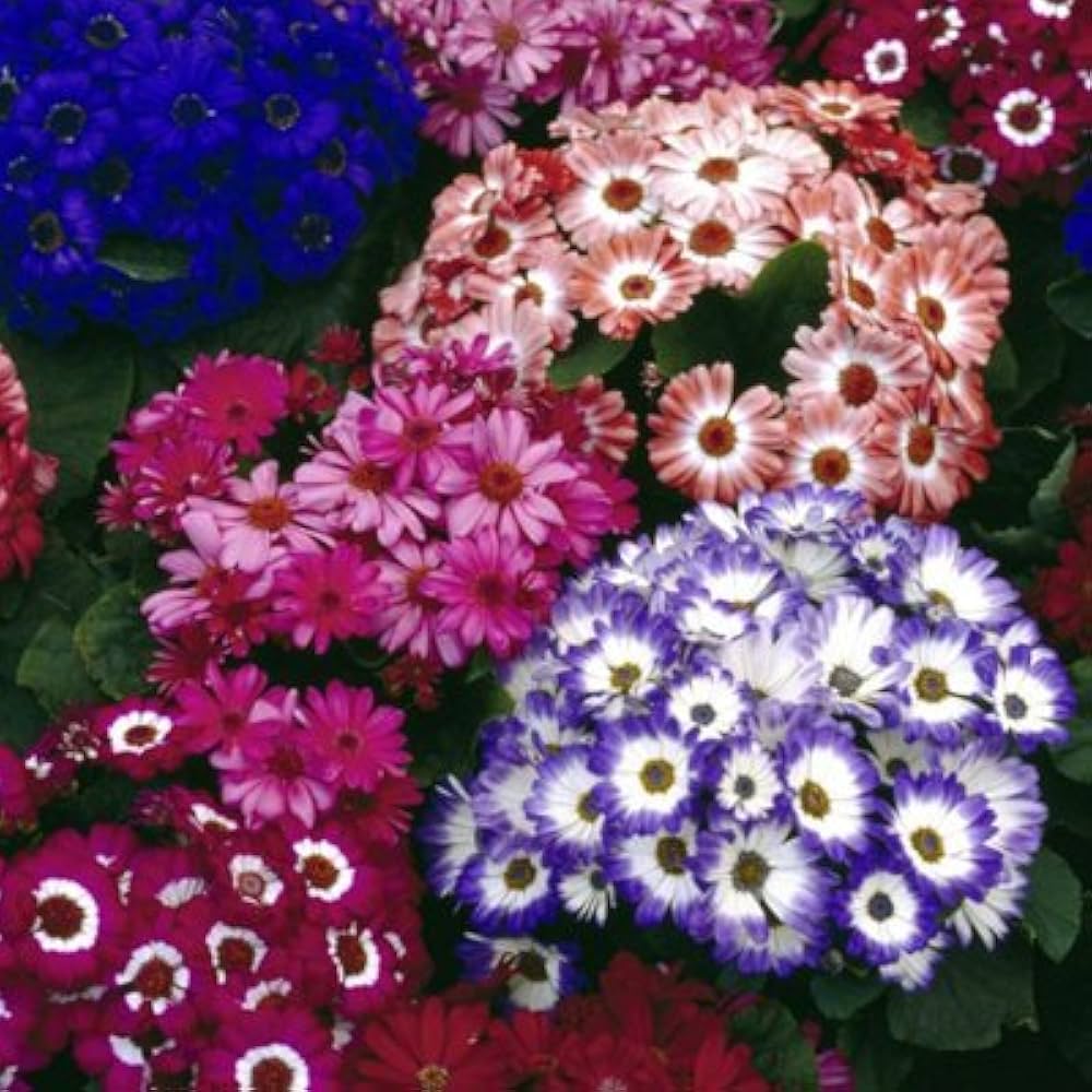 Cineraria Flower seeds for Planting Cottage Garden Essential Heirloom & GMO Free Seeds for Home Garden