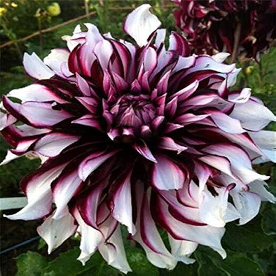 Dahlia Pachyderms Flower seeds for Planting Cut Flower Favorite Heirloom & GMO Free Seeds for Home Garden 
 
 Sale